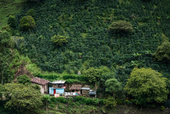 Finca Tamana
