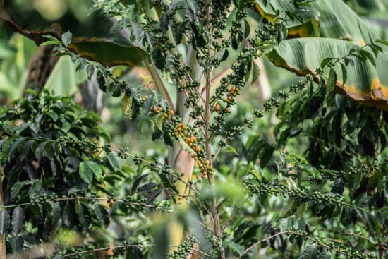 Finca Tamana Caturron