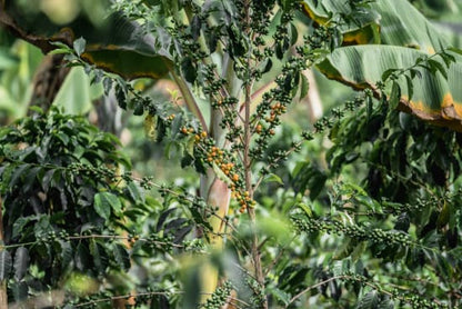 Finca Tamana Caturron
