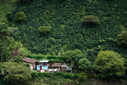 Finca Tamana